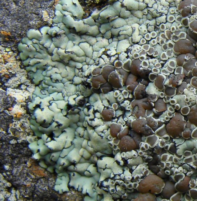 lichen3.jpg