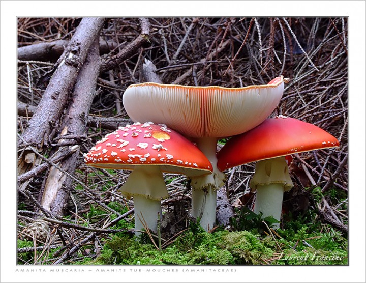 Amanita_muscaria_Minzier.jpg