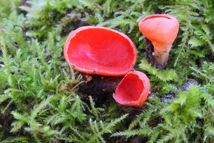 S coccinea