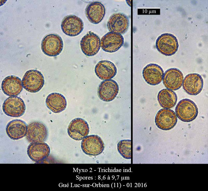 Myxo 2-Spores-Luc-Gué-01 2016-LG.jpg