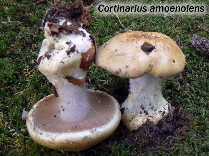 Cortinarius-amoenolens.jpg