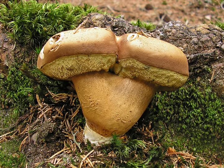 Xerocomus_badius_biceph.jpg