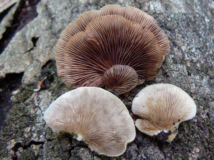 Septembre 2012 Forêt de St Mars la Jaille (44)