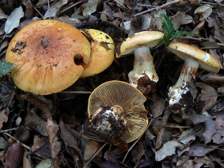 Novembre 2011 Forêt de Jard s/ Mer (85)