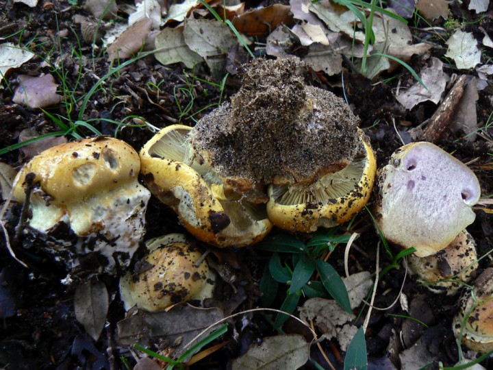 Novembre 2011 Forêt de Jard s/ Mer (85)