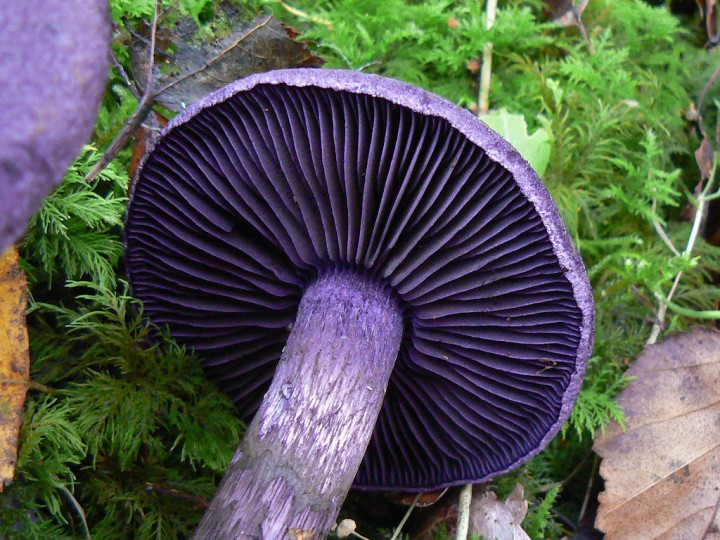 Octobre 2013 Forêt de St Mars la Jaille (44)