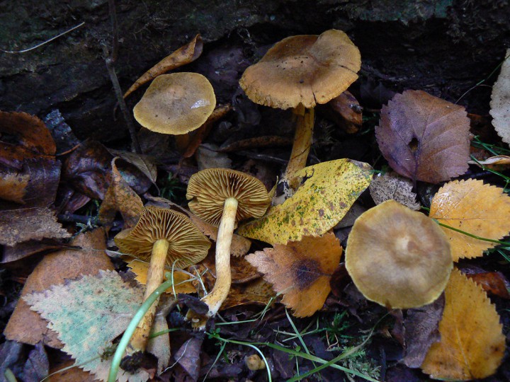 Cortinarius uliginosus var. luteus<br />Septembre 2013 Forêt de Domnaiche (44)