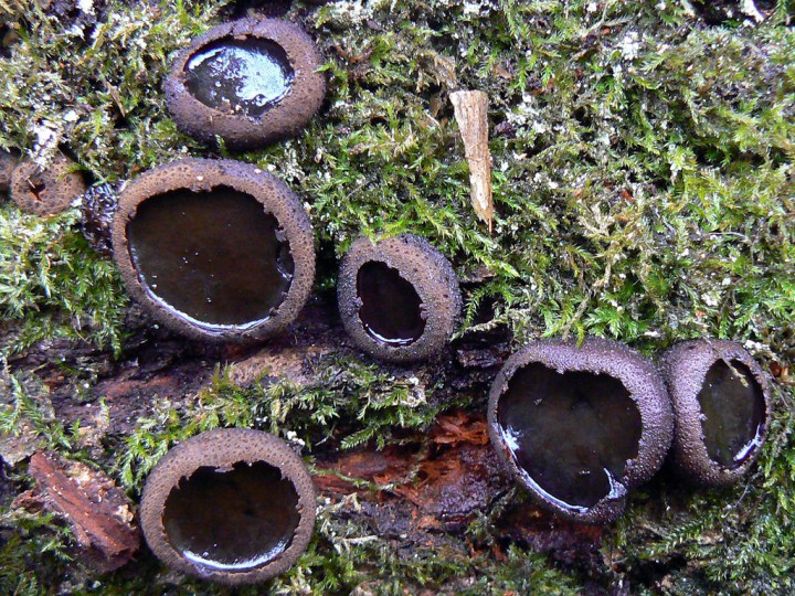 Novembre 2008 Forêt de Maumusson (44)