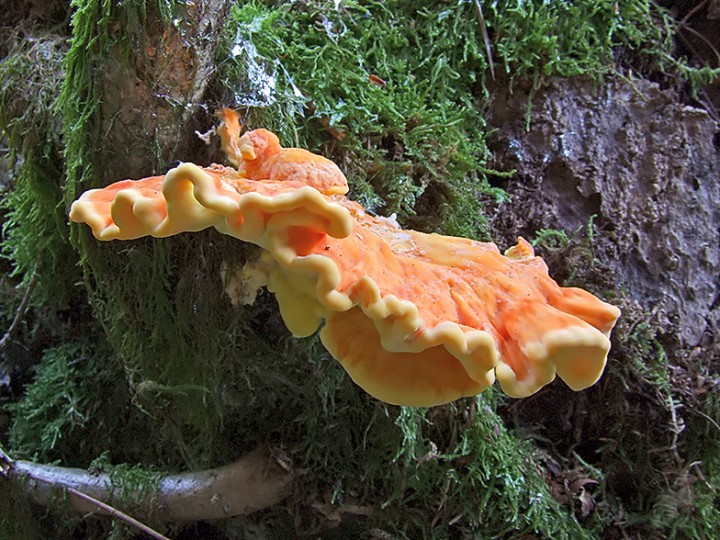 Laetiporus_sulphureus_2.jpg