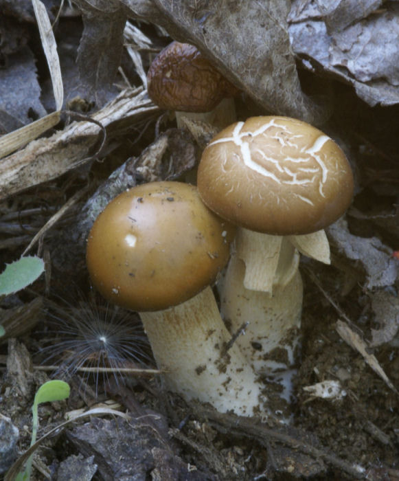 Agrocybe forum 02.jpg