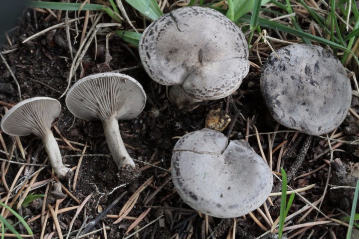 Rhodocybe popinalis.JPG