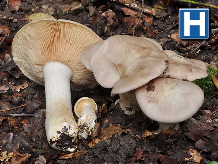 Entoloma_lividum_Minzier_2012.jpg