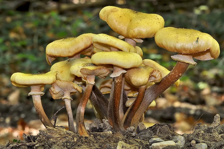 Armillaria_mellea.jpg