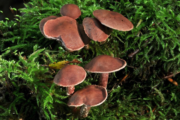 Cystoderma superbum (9).JPG