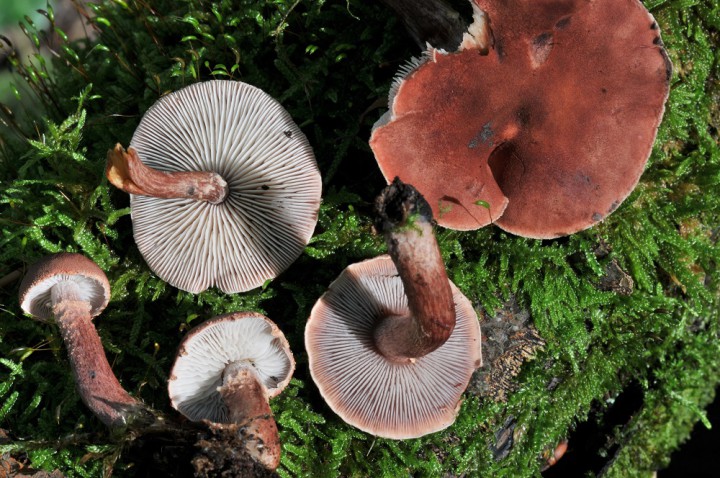 Cystoderma superbum  (2.JPG