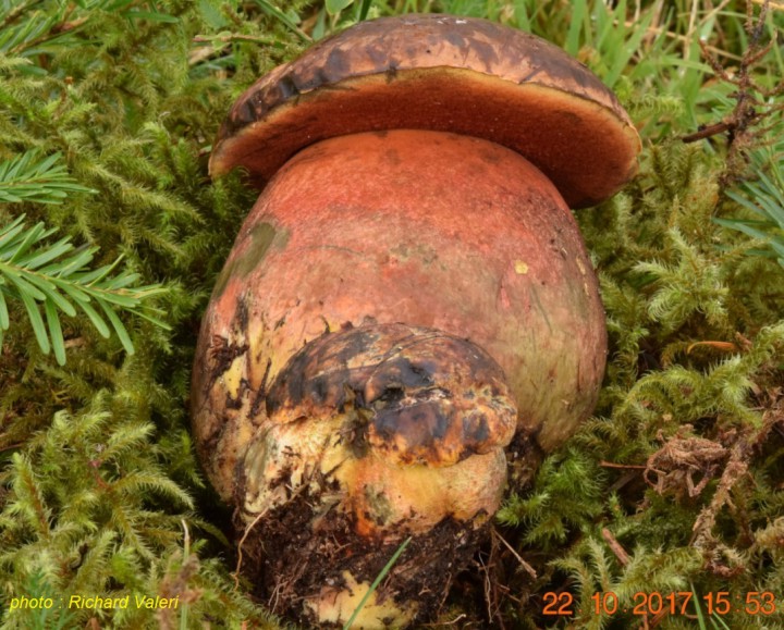 Boletus erythropus_01_01.JPG