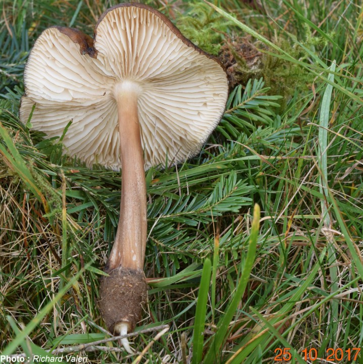 Hymenopellis radicata f.marginata.JPG