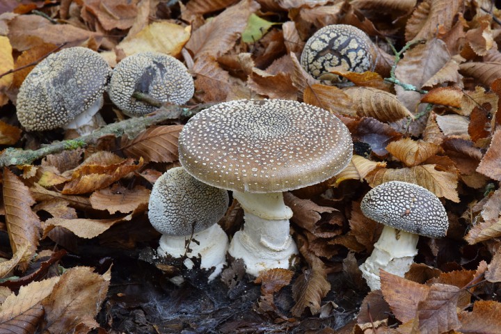 Novembre 2017 -Vallée du Hâvre Oudon (44)