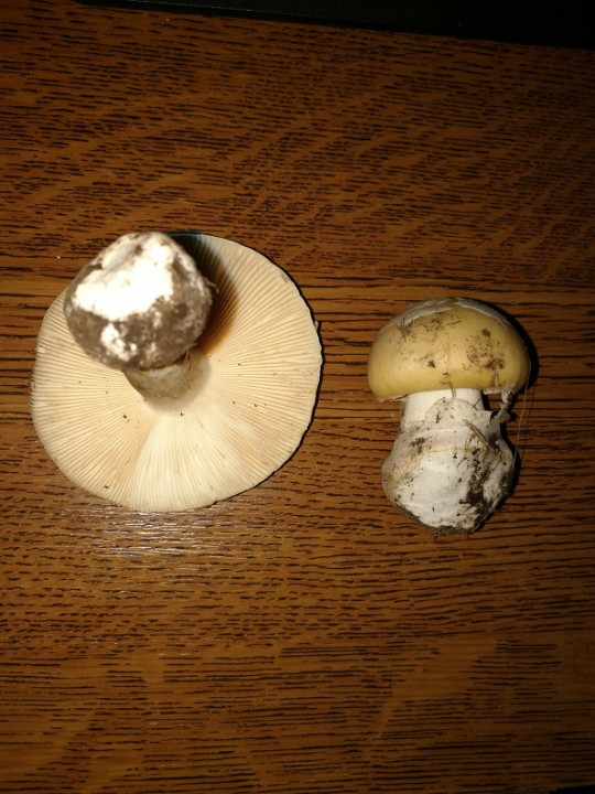 Champignon (1).jpg