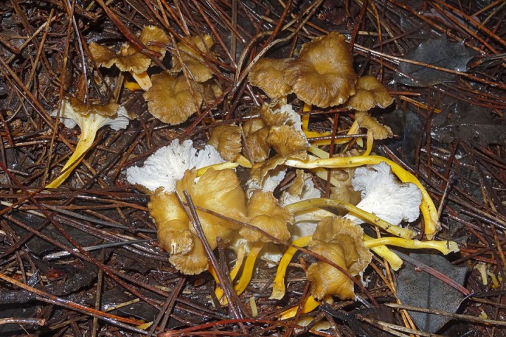 chanterelles-jan-18.jpg