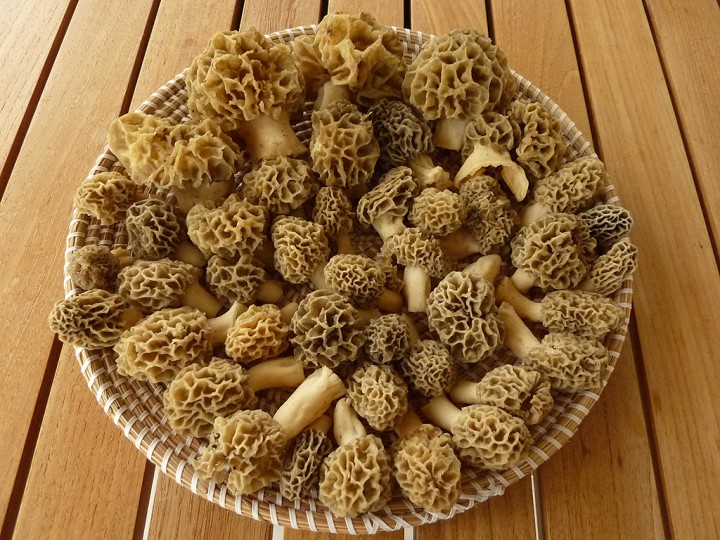 Morilles_Rhone_19_avril_2012.jpg