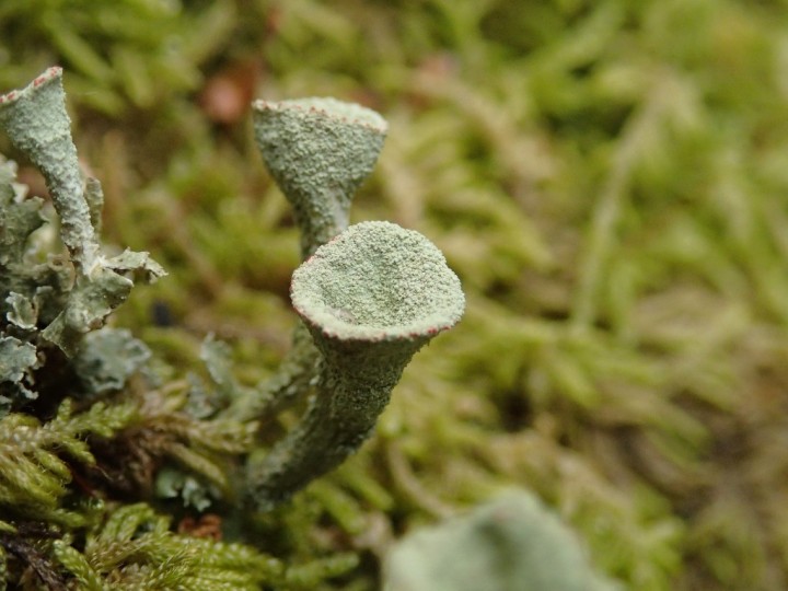 Cladonia pleurota (2)-redim1024.JPG