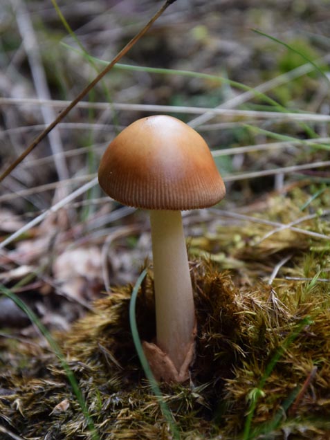 Amanita fulva.jpg