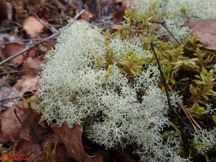 Cladonia portentosa morpho. laxiuscula (7)-redim1024.JPG