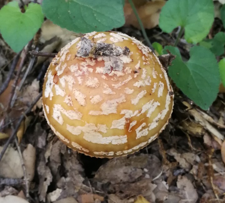 Amanita rubescens Saint Jean 3 (4).jpg