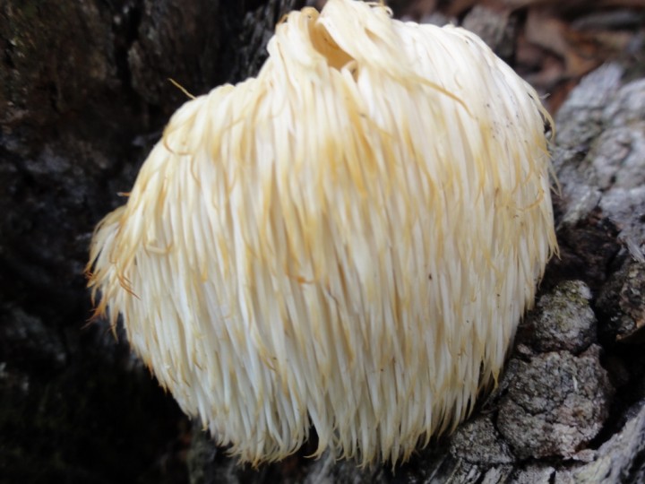 HERICIUM ERINACEUS (1024x768).jpg