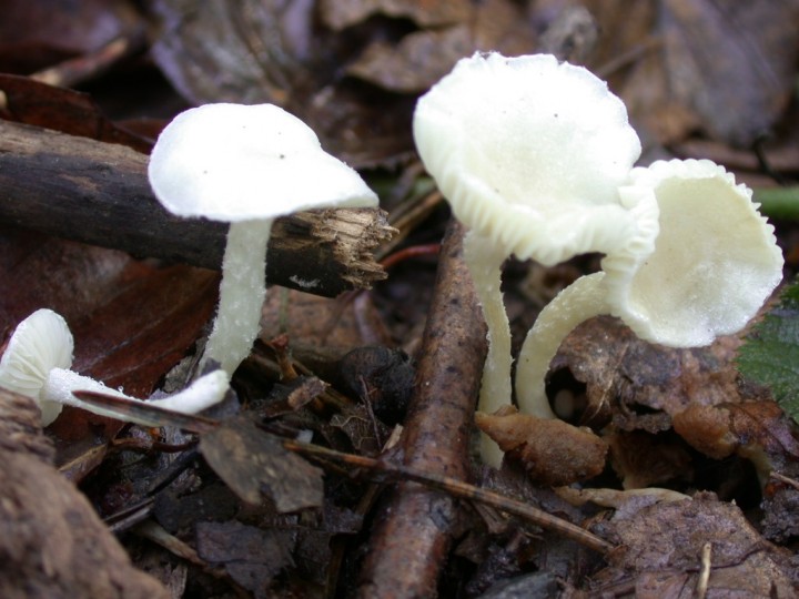 Tubaria furfuracea f. albidique (JP)2018-09-14 10.12.00 (1).jpg