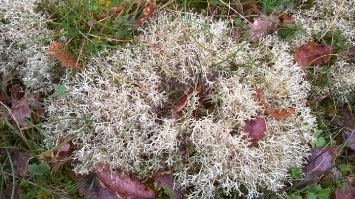 Cladonia sp (1)_modif.jpg