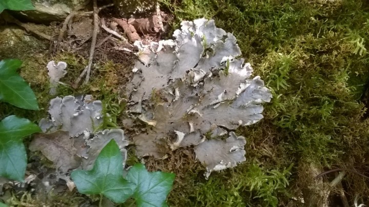 Peltigera sp (1)_modif.jpg