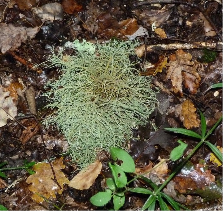 Usnea sp (2)_modif.jpg