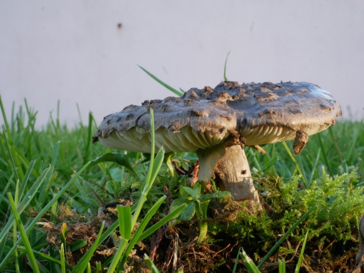 Amanita inopinata resized.jpg