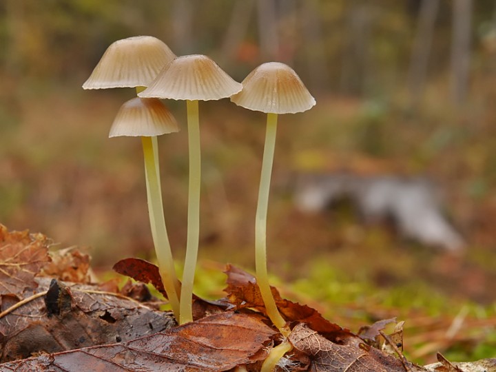 Mycena_viscosa_Chancy_2016.jpg