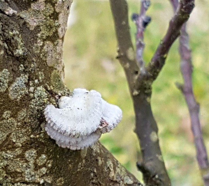 champignon sur arbre.jpg