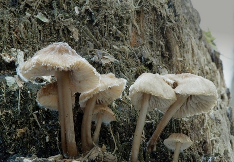 Champignon gelé 01.jpg