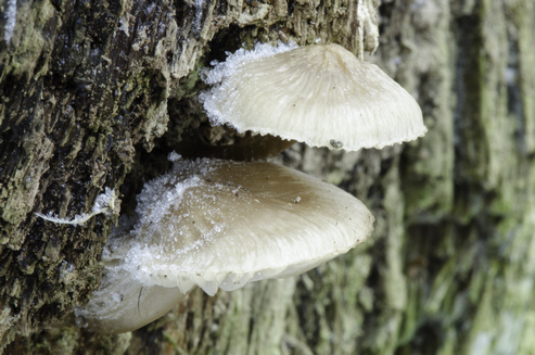 Champignon gelé 02.jpg