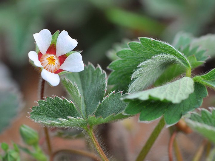 Potentilla_micrantha.jpg