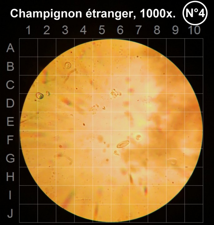 Champ_Etranger_100_1.25_1000x_jod2_F2.jpg