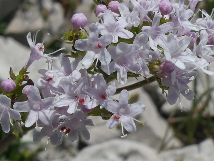 Valeriana-montana_007_D.JPG