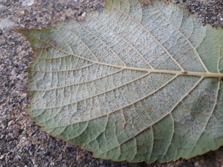 Infection sur la feuille de l'hôte