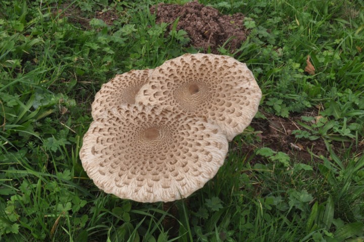 Macrolepiota procera, Quarten, in situ (Commission scientifique de l'USSM 2019)