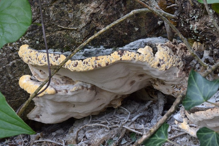 Octobre 2017, Fouesnant (29), sur frêne