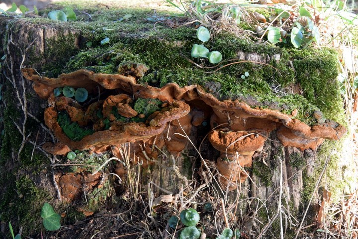 Octobre 2018 - Port-la-Forêt (29)