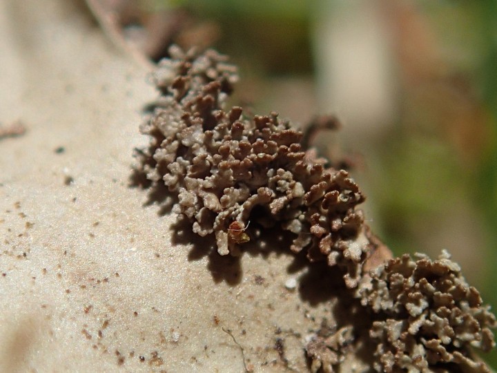 Peltigera praetextata [18] [2017-10-14] (11).JPG