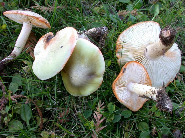 Tricholoma saponaceum Aprés 1 heure.JPG