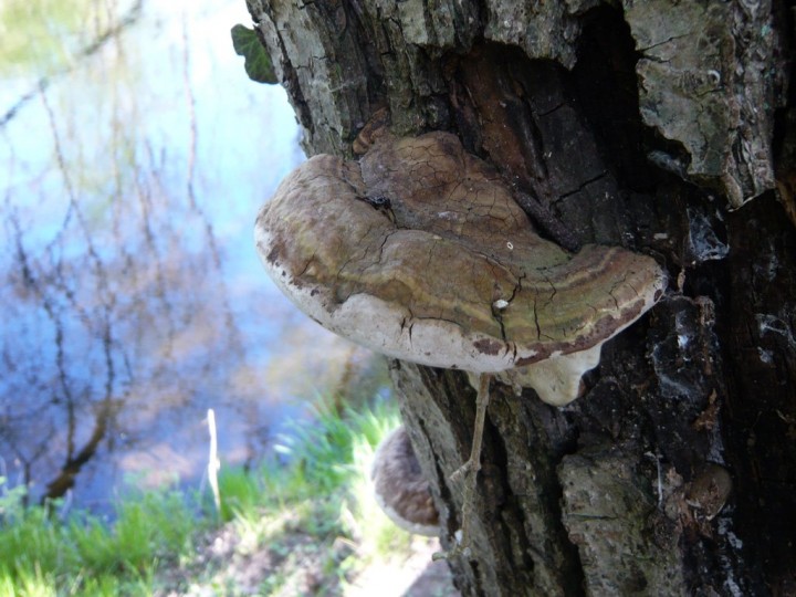 Ganoderma_adspersum.jpg