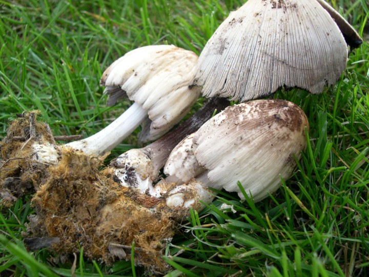 Coprinus domesticus (JP).JPG